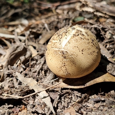 Amanita sp. (Amanita sp.) at Bungonia, NSW - 2 Mar 2025 by trevorpreston