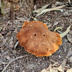 Laccocephalum at Bungonia, NSW - 2 Mar 2025 by trevorpreston