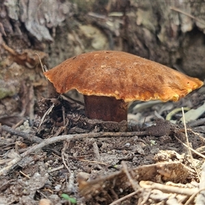 Laccocephalum at Bungonia, NSW - 2 Mar 2025 01:02 PM