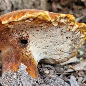 Laccocephalum at Bungonia, NSW - 2 Mar 2025 01:02 PM