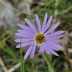 Brachyscome rigidula (Hairy Cut-leaf Daisy) at Bungonia, NSW - 2 Mar 2025 by trevorpreston