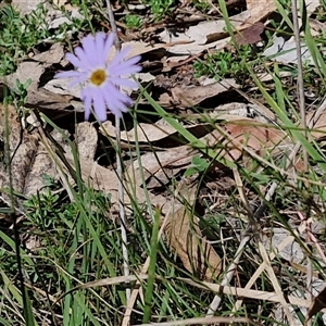 Brachyscome rigidula at Bungonia, NSW - Yesterday 12:40 PM