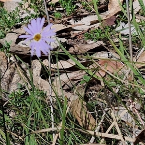 Brachyscome rigidula at Bungonia, NSW - Yesterday 12:40 PM