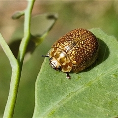 Paropsisterna cloelia (Eucalyptus variegated beetle) at Bungonia, NSW - 2 Mar 2025 by trevorpreston