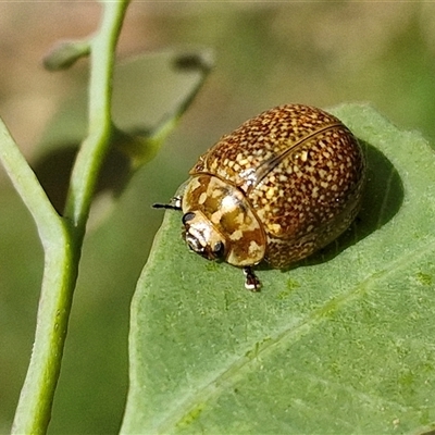 Paropsisterna cloelia (Eucalyptus variegated beetle) at Bungonia, NSW - 2 Mar 2025 by trevorpreston