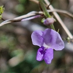 Glycine sp. at Bungonia, NSW - 2 Mar 2025 by trevorpreston