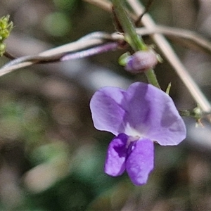 Glycine sp. at Bungonia, NSW - Yesterday 12:26 PM