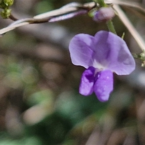 Glycine sp. at Bungonia, NSW - Yesterday 12:26 PM