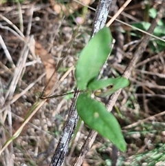 Glycine sp. at Bungonia, NSW - Yesterday 12:26 PM