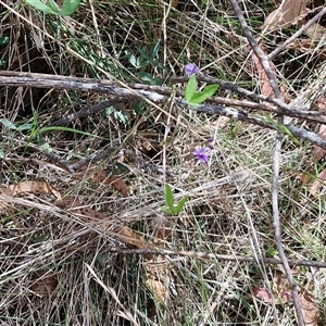 Glycine sp. at Bungonia, NSW - Yesterday 12:26 PM