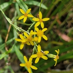 Senecio linearifolius var. denticulatus (Toothed Fireweed Groundsel) at Bungonia, NSW - 2 Mar 2025 by trevorpreston