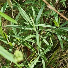 Senecio linearifolius var. denticulatus at Bungonia, NSW - Yesterday 12:25 PM