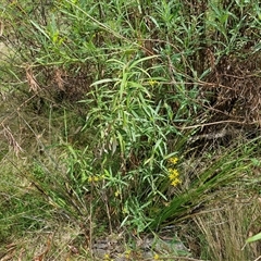 Senecio linearifolius var. denticulatus at Bungonia, NSW - Yesterday 12:25 PM