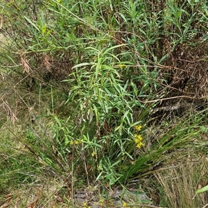 Senecio linearifolius var. denticulatus at Bungonia, NSW - Yesterday 12:25 PM