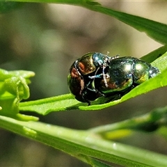 Callidemum hypochalceum (Hop-bush leaf beetle) at Bungonia, NSW - 2 Mar 2025 by trevorpreston