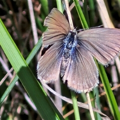 Zizina otis (Common Grass-Blue) at Bungonia, NSW - 2 Mar 2025 by trevorpreston