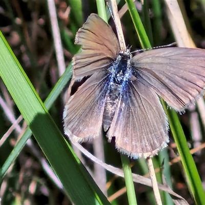 Zizina otis (Common Grass-Blue) at Bungonia, NSW - 2 Mar 2025 by trevorpreston