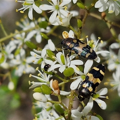 Castiarina oblita (a jewel beetle) at Bungonia, NSW - 2 Mar 2025 by trevorpreston