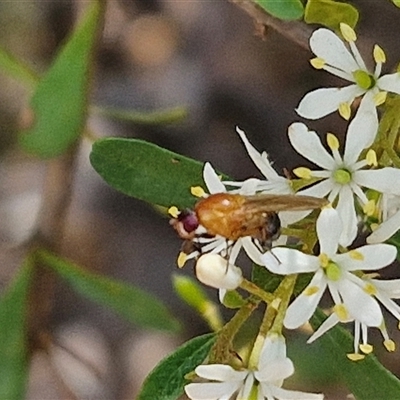 Sapromyza sp. (genus) (A lauxaniid fly) at Bungonia, NSW - 2 Mar 2025 by trevorpreston