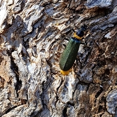 Chauliognathus lugubris (Plague Soldier Beetle) at Bungonia, NSW - 2 Mar 2025 by trevorpreston