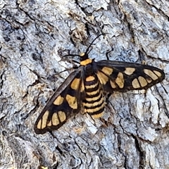 Amata (genus) (Handmaiden Moth) at Bungonia, NSW - 2 Mar 2025 by trevorpreston