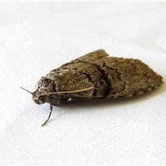 Uraba lugens (Gumleaf Skeletonizer) at Crooked Corner, NSW - 14 Apr 2023 by Milly