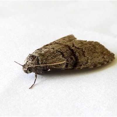 Uraba lugens (Gumleaf Skeletonizer) at Crooked Corner, NSW - 14 Apr 2023 by Milly