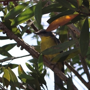 Eopsaltria australis (Eastern Yellow Robin) at Acton, ACT - 2 Mar 2025 by Clarel