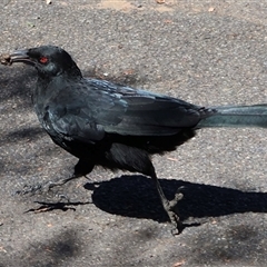 Corcorax melanorhamphos (White-winged Chough) at Acton, ACT - Yesterday by Clarel