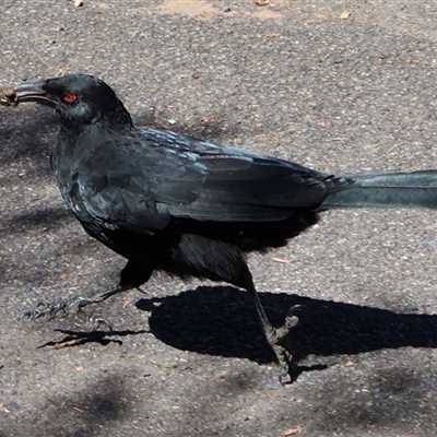 Corcorax melanorhamphos (White-winged Chough) at Acton, ACT - Yesterday by Clarel