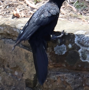 Corcorax melanorhamphos at Acton, ACT - Yesterday 01:01 PM