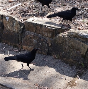 Corcorax melanorhamphos at Acton, ACT - Yesterday 01:01 PM