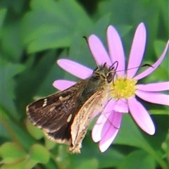 Dispar compacta (Barred Skipper) at Acton, ACT - 2 Mar 2025 by Clarel