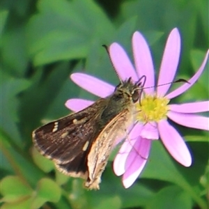 Dispar compacta (Barred Skipper) at Acton, ACT - 2 Mar 2025 by Clarel