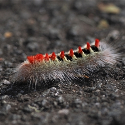 Trichiocercus sparshalli (Sparshall's Moth) at Kambah, ACT - 2 Mar 2025 by patrickcox