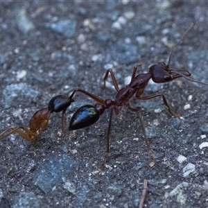 Myrmecia sp. (genus) at Paddys River, ACT - 2 Mar 2025 10:00 AM