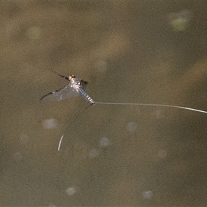 Ephemeroptera (order) (Unidentified Mayfly) at Paddys River, ACT - 2 Mar 2025 by patrickcox