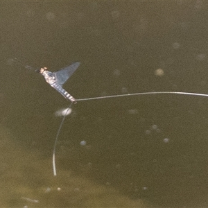 Ephemeroptera (order) at Paddys River, ACT - 2 Mar 2025 09:00 AM