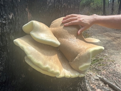 Laetiporus portentosus (White Punk) at Forbes Creek, NSW - 2 Mar 2025 by courtneyb