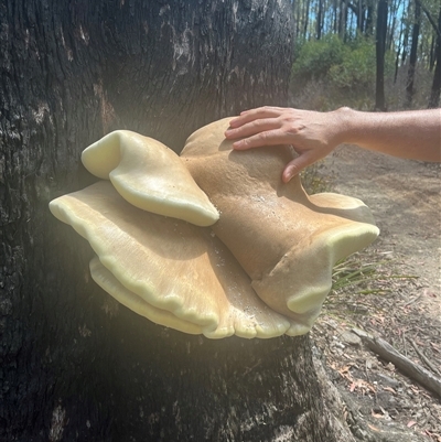 Laetiporus portentosus (White Punk) at Forbes Creek, NSW - 2 Mar 2025 by courtneyb