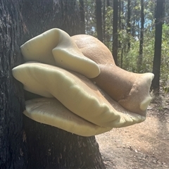 Laetiporus portentosus at Forbes Creek, NSW - 2 Mar 2025 12:54 PM