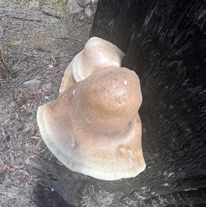 Laetiporus portentosus at Forbes Creek, NSW - 2 Mar 2025 12:54 PM