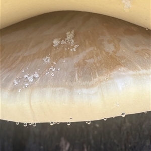 Laetiporus portentosus at Forbes Creek, NSW - 2 Mar 2025 12:54 PM