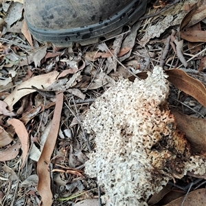 Laetiporus portentosus at Lankeys Creek, NSW - 2 Mar 2025 04:30 PM