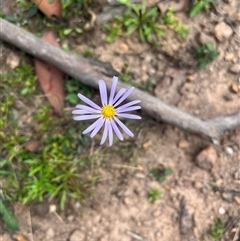 Brachyscome spathulata (Coarse Daisy, Spoon-leaved Daisy) at Harolds Cross, NSW - 2 Mar 2025 by courtneyb