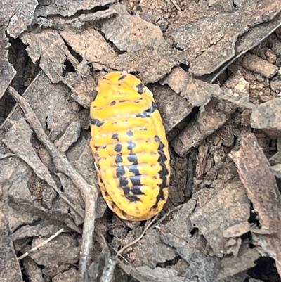 Monophlebulus sp. (genus) (Giant Snowball Mealybug) at Harolds Cross, NSW - 2 Mar 2025 by courtneyb