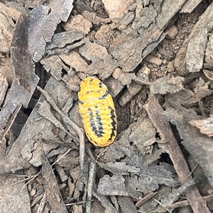 Monophlebulus sp. (genus) at Harolds Cross, NSW - 2 Mar 2025 10:19 AM