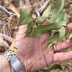 Unidentified Gum Tree at Lankeys Creek, NSW - Yesterday by jware