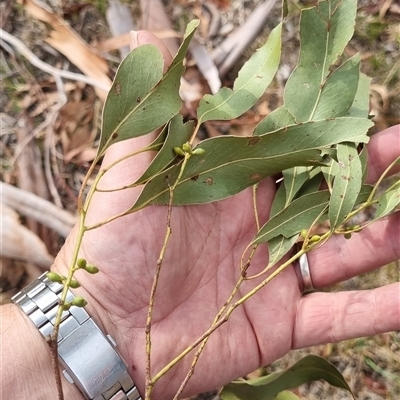 Unidentified Gum Tree at Lankeys Creek, NSW - Yesterday by jware