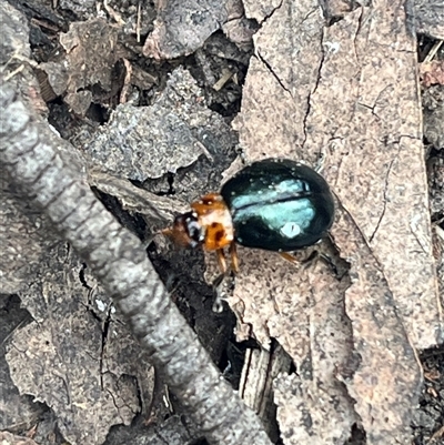 Ellopidia sp. (genus) (Leaf Beetle) at Harolds Cross, NSW - 2 Mar 2025 by courtneyb